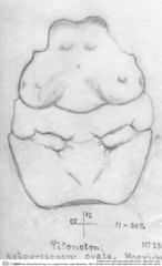 Historische Skizze/Zeichnung von Longodromites ovalis (Moericke, 1897) (NHMW-AFW-GEO-BACHMAYER-FOTO-1990-0041-0230)